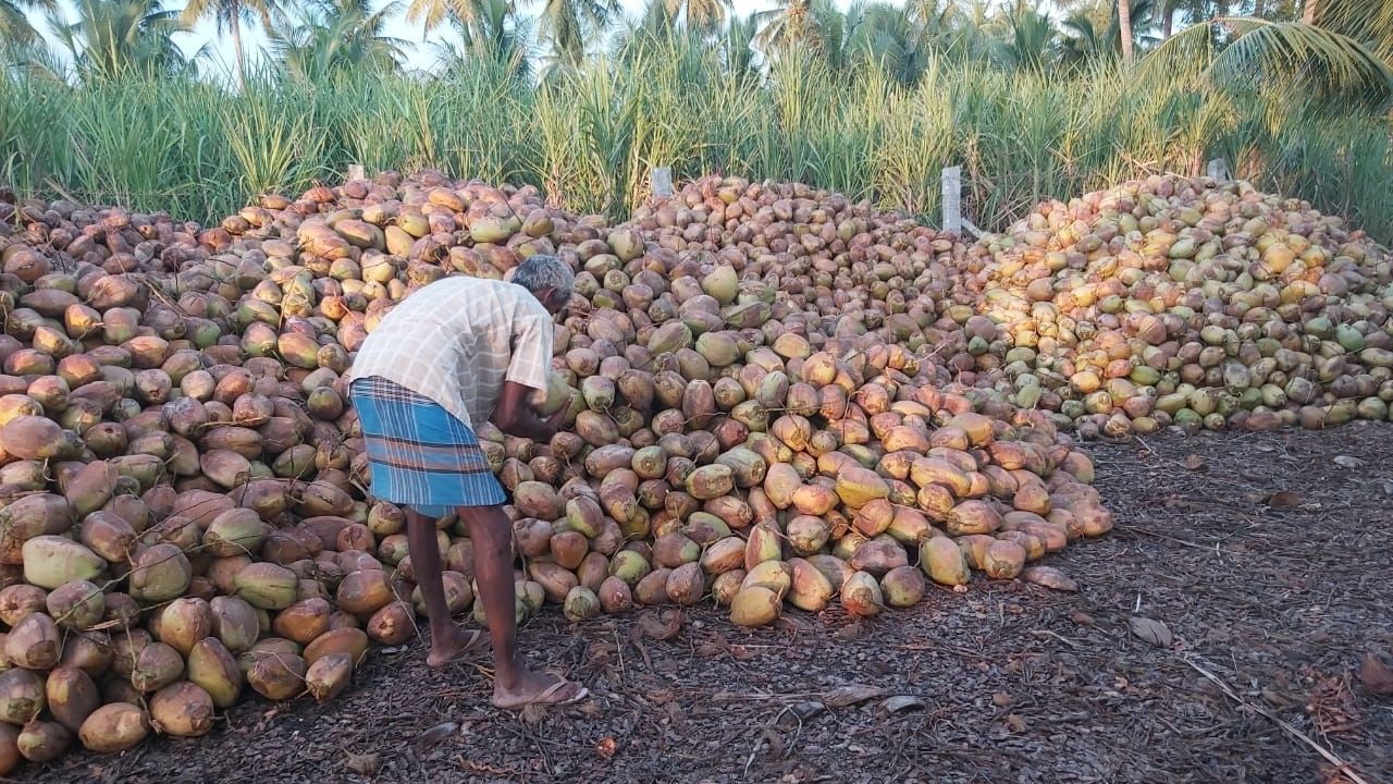 tender coconuts